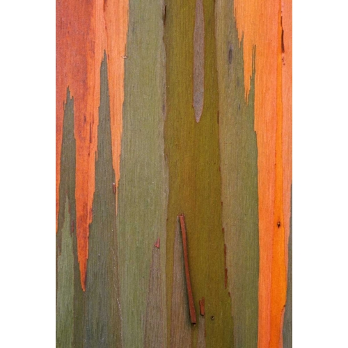 Hawaii, Kauai Detail of eucalyptus tree bark